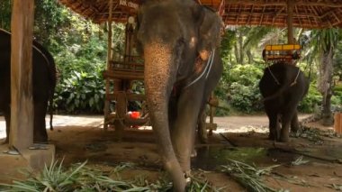 Ağır çekim turist fil binecek.