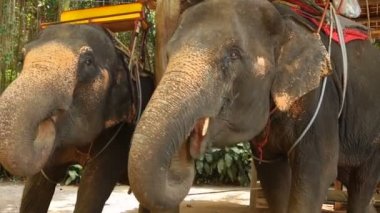 Ağır çekim aile çiftlikte filler.