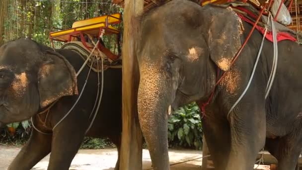 Elefantes em câmera lenta comendo vegetação na fazenda . — Vídeo de Stock