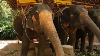 Ağır çekim çocuk filler video için besleme.