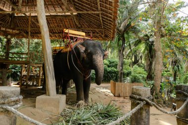 Evcil ve bağlı fil eyer ile ayakta. Kavramı o fexotic hayvan ve egzotik ülkelere seyahat.