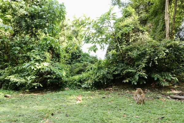 잔디에 앉아서 코코넛 먹는 야생 원숭이. — 스톡 사진