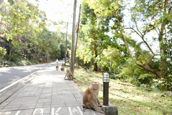 Muchos monos lindos sentados en la carretera en Tailandia . — Foto de Stock