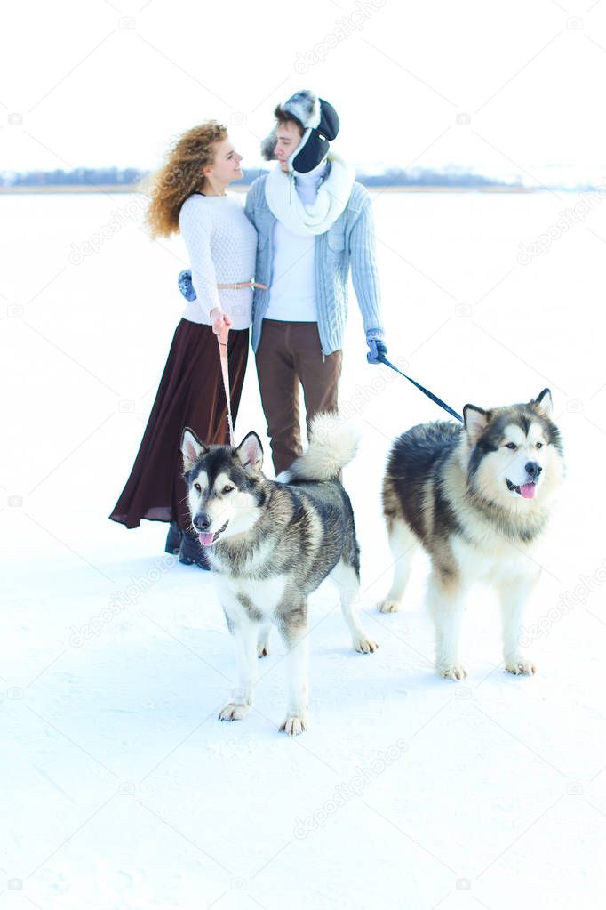 Caucasian woman and man walking with huskies in white winter background.