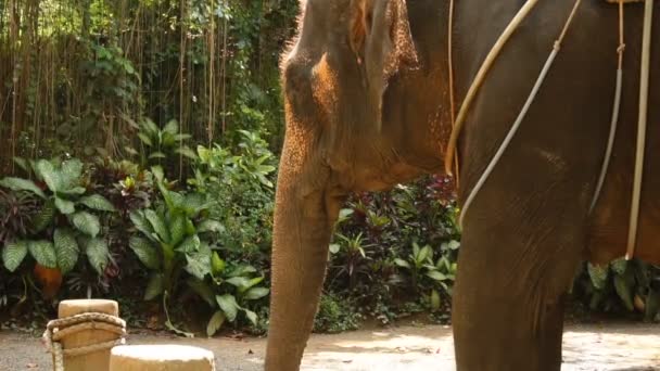 Slow motion vacationer skytte elefant för personliga arkiv — Stockvideo