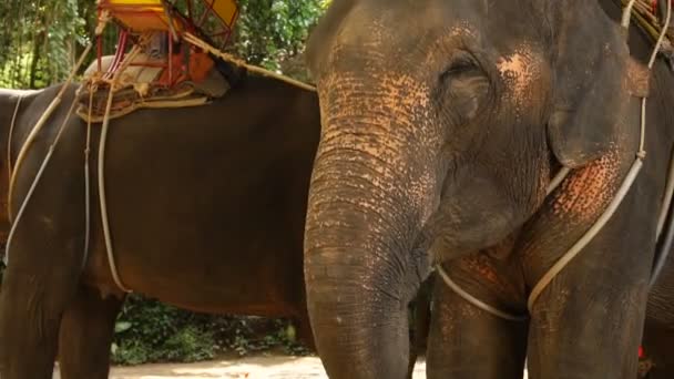 Propriétaire de la ferme au ralenti regardant manger des éléphants .