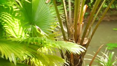 Yavaş hareket alt bölge kontrol Zoo.