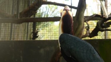 Ağır çekim kameraman Toucan hayvanat bahçesinde çekim.