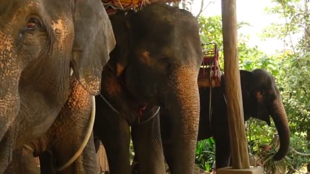 Enfants au ralenti regardant les éléphants à la ferme . — Video