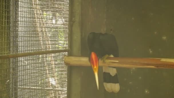 Slow motion tourists watching at toucan in zoo — Stock Video