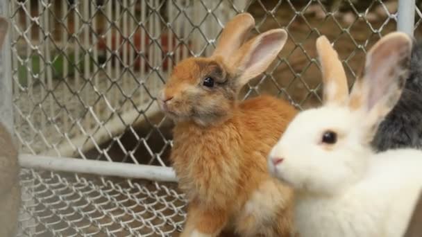 Zwolnionym tempie dzieci oglądają króliki w gospodarstwie. — Wideo stockowe