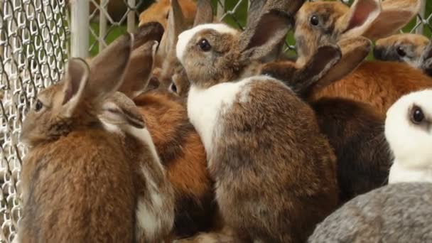 Slow motion cameraman schieten konijnen op boerderij voor boek. — Stockvideo