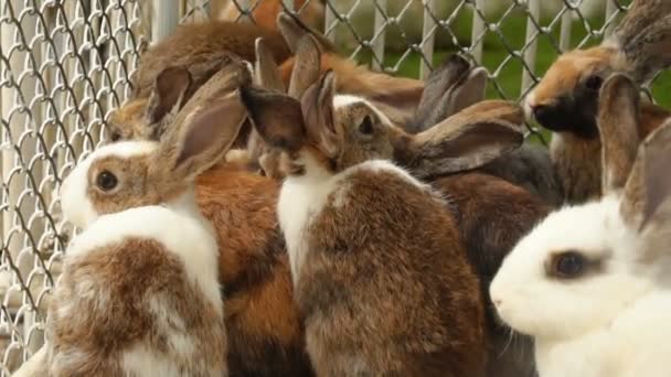 Mouvement lent différents lapins en cage . — Video