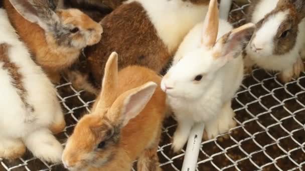 Slow motion kaniner av olika färger i bur på gården. — Stockvideo