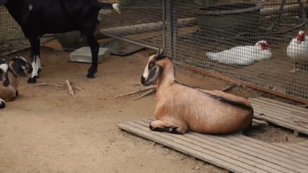 Slow motion goats and hens on farm for selection. — Stock Video