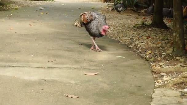 慢动作火鸡在家禽养殖场行走. — 图库视频影像