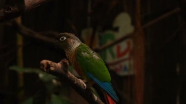 Papağan kuş kafesi içinde çekim yavaş Turizm.