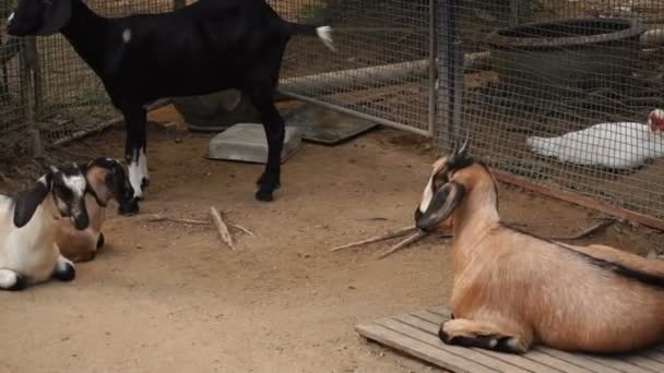 El granjero de cámara lenta viene a alimentar cabras . — Vídeo de stock