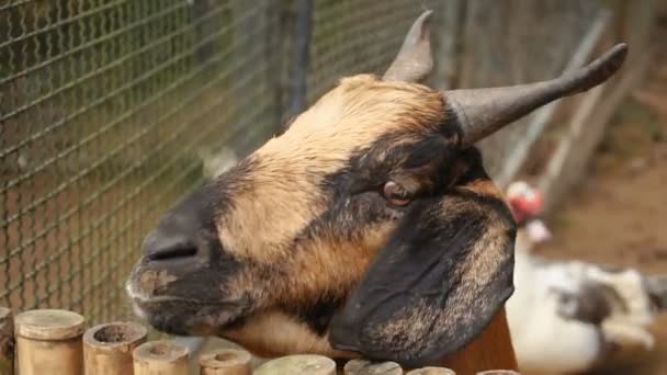 Slow motion farmer titta på KOPPÄRRIG geten. — Stockvideo