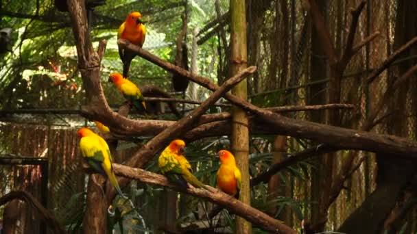 Slow motion visitors stay near parrots in zoo. — Stock Video