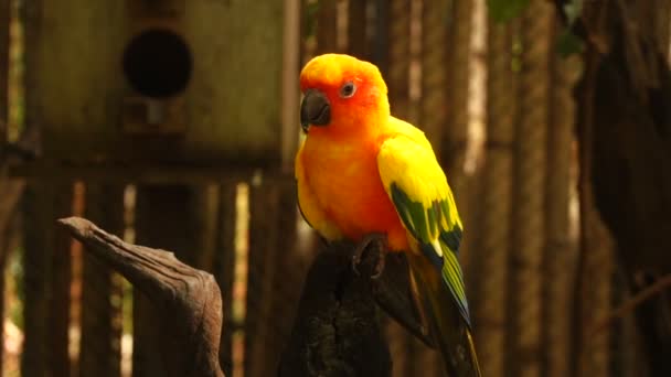 Visiteur de l'exposition au ralenti regardant le perroquet jaune . — Video
