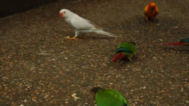 Ağır çekim baba kızı için papağan seçme.