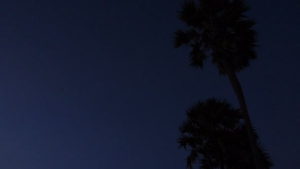 Slow Motion Tourist Watching Bird Evening Sky Person Walking Palm — Stock Video