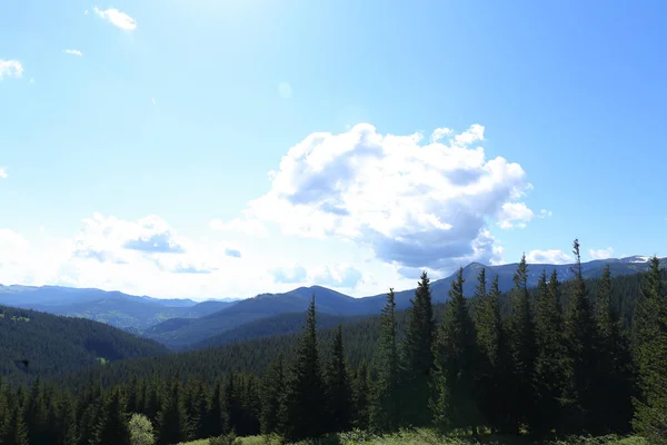 Green landscape of Carpathian mountains with fir trees and conifer nature. — Stock Photo, Image