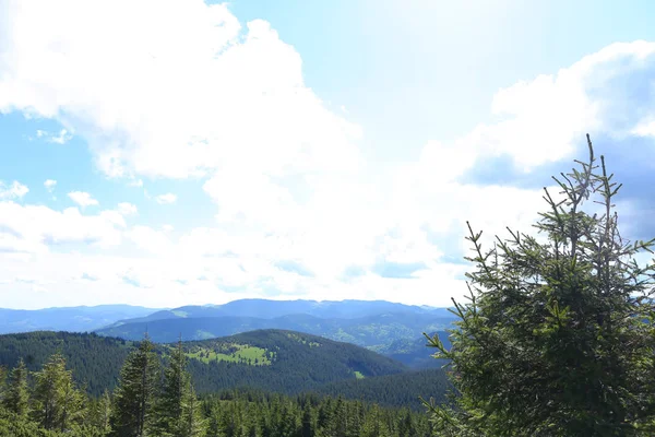 Alpes incríveis montanhas com abetos e nuvens no fundo . — Fotografia de Stock