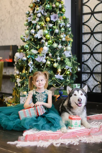 Pequena menina bonita sentada com malamute e presente perto da árvore de Natal . — Fotografia de Stock