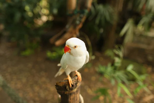 숲에 지점에 앉아 좋은 하얀 앵무새를 닫습니다. — 스톡 사진