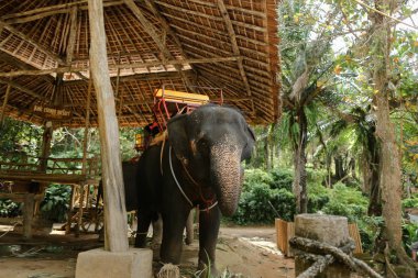Eyer ile ayakta Evcil ve bağlı üzücü fil.