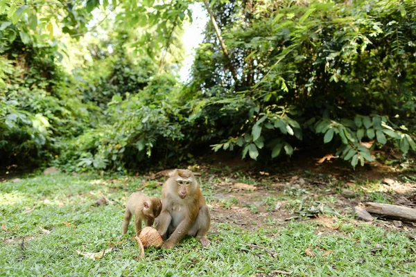 Opička matka jíst kokos s dětmi na trávě. — Stock fotografie