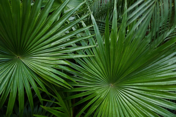 Reainforests içinde egzotik bitki örtüsü.