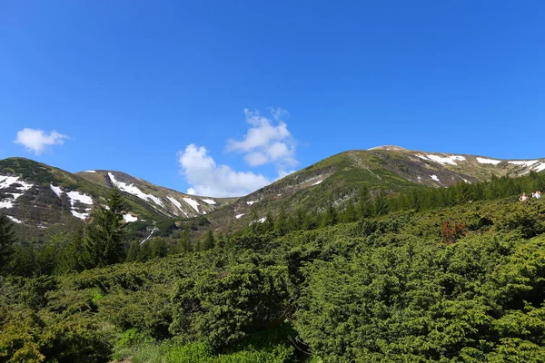 전나무 나무와 침 엽 수 자연 알프스 산맥의 놀라운 풍경. — 스톡 사진