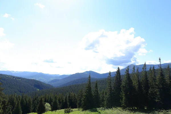 Paesaggio incredibile di montagne carpatiche con abeti e conifere natura . — Foto Stock
