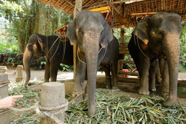 Eyer ile ayakta evcilleştirilmeyi ve bağlı büyük filler.