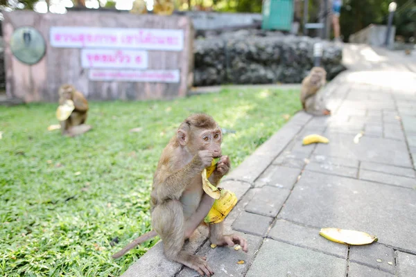 Apan äter banan på gräs bakgrund i park. — Stockfoto
