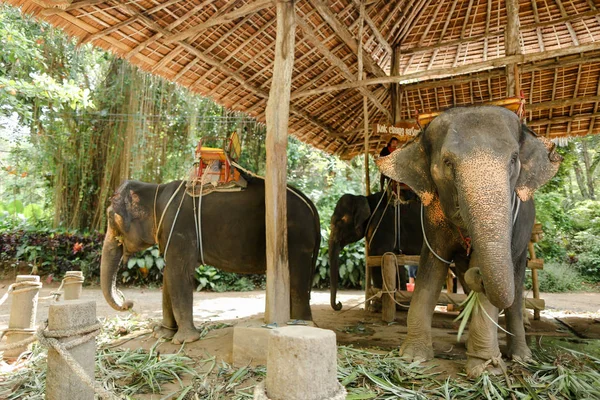 Binici Saddle Tayland Evcil filler.