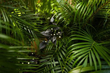 Arka plan fotoğraf tropikal yaprak.