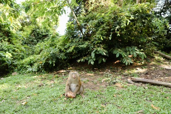 Little monkey sitting on grass and eating coconut. — Stock Photo, Image