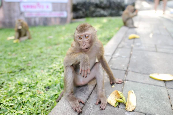 Szép Majom banán eszik fű háttér Park. — Stock Fotó