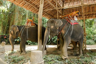 Filler Tayland binici Saddle.