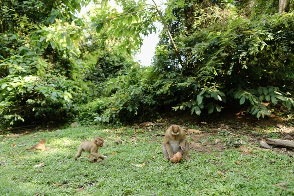 Pequeños monos salvajes sentados en la hierba y comiendo coco . — Foto de Stock