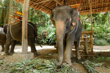 Eyer ayakta Hayvanat Bahçesi'nde ile evcilleştirilmeyi büyük filler.