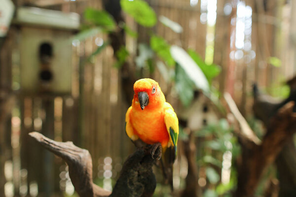 Orange beautiful cute parrot sitting on branch in brown wooden cage background. — Stock Photo, Image