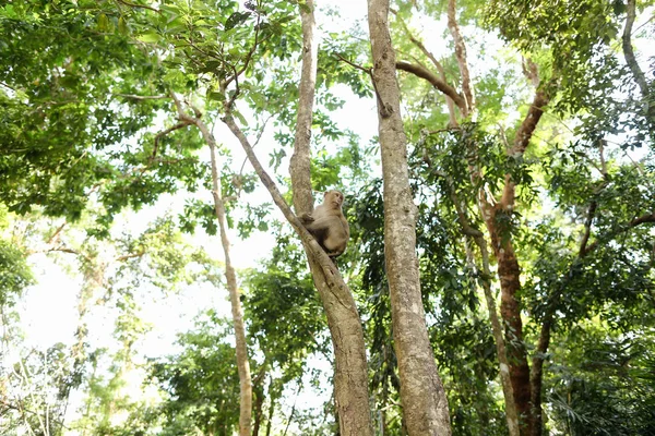 태국에서 보호 된 영역에서 나무에 앉아 여우 원숭이. — 스톡 사진