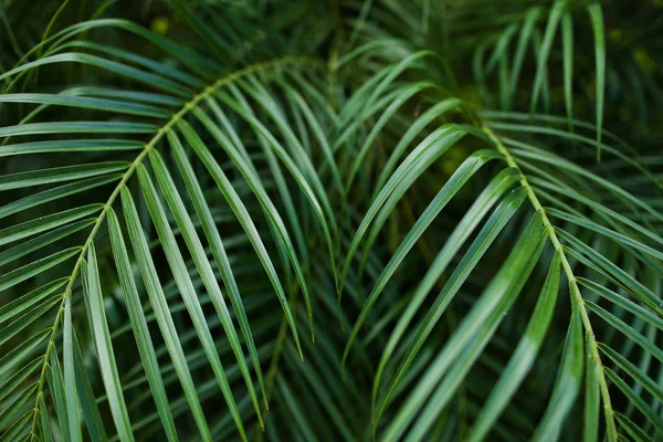 Tropical verde grande folhagem fundo foto . — Fotografia de Stock