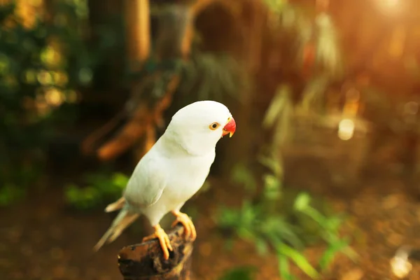 흰색 앵무새 정글, 태국에서에서의 햇빛 사진. — 스톡 사진