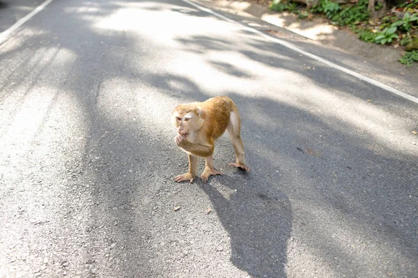 Mono Caminando Por Carretera Tailandia Concepto Animales Asiáticos Naturaleza Salvaje — Foto de Stock